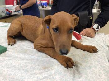 Rhodesian Ridgeback Dogs Available for Adoption in Riverside, California - MIKE | PetCurious