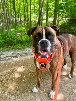 Moxie -  Boxer Dog for Adoption in Monticello, New York - Moxie | PetCurious