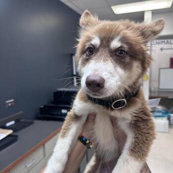 Jazzy -  Mixed Breed Dog for Adoption in Springboro, Ohio - Jazzy | PetCurious