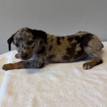 Odin* -  Australian Shepherd and Australian Cattle Dog Blue Heeler Dog for Adoption in San Gabriel, California - Odin* | PetCurious
