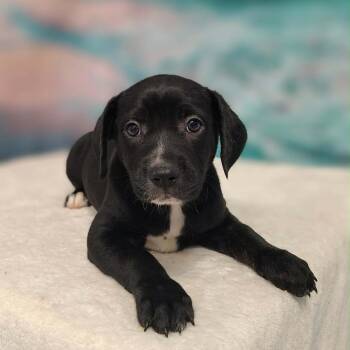 Ari -  Collie and Mixed Breed Dog for Adoption in Griswold, Connecticut - Ari | PetCurious