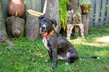 Wilson -  Pit Bull Terrier Dog for Adoption in Yonkers, New York - Wilson | PetCurious