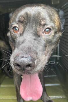 Root Beer -  Mixed Breed Dog for Adoption in Cincinnati, Ohio - Root Beer | PetCurious