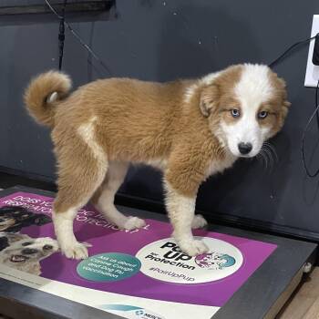 Australian Shepherd Dogs Available for Adoption - Isabella | PetCurious
