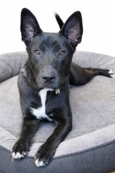 Belgian Shepherd Malinois and Labrador Retriever Dogs Available for Adoption in Torrance, California - Rocco | PetCurious
