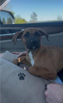 Boxer Dogs Available for Adoption in Colorado Springs, Colorado - Maria | PetCurious