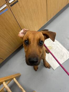 Scrappy Doo (Scooby Doo Show x2) -  Mixed Breed Dog for Adoption in Hartsville, South Carolina - Scrappy Doo (Scooby Doo Show X2) | PetCurious