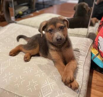 German Shepherd Dog Dogs Available for Adoption - Sway | PetCurious