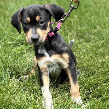 Labrador Retriever Dogs Available for Adoption in South Elgin, Illinois - Nibs | PetCurious