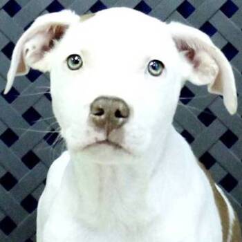 Rescue Australian Shepherd and Pit Bull Terrier Dogs for Adoption in Fort Davis, Texas - Malone | PetCurious