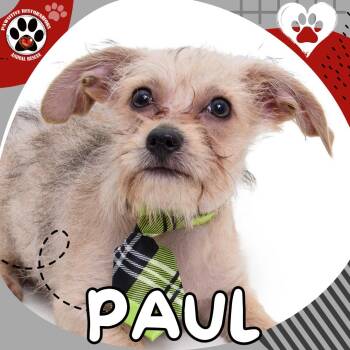 Chihuahua and Yorkshire Terrier Dogs Available for Adoption in Foxfield, Colorado - PAUL | PetCurious