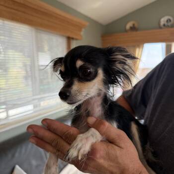 elizebeth -  Chihuahua Dog for Adoption in Deming, New Mexico - Elizebeth | PetCurious