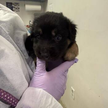 Mixed Breed Dogs Available for Adoption in Charleston, West Virginia - Luna Ghost | PetCurious