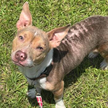 Ricky Ricardo -  Pit Bull Terrier and Mixed Breed Dog for Adoption in Hinesville, Georgia - Ricky Ricardo | PetCurious