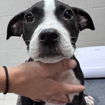 Roly -  Mixed Breed Dog for Adoption in Lufkin, Texas - Roly | PetCurious