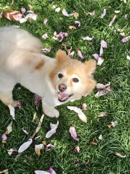 Yoko -  Pomeranian and Corgi Dog for Adoption in Lebanon, Pennsylvania - Yoko | PetCurious