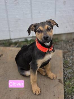 German Shepherd Dog Dogs Available for Adoption - Clover | PetCurious