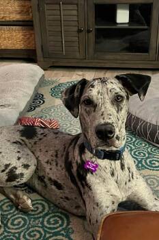 Great Dane Dogs Available for Adoption in Mesa, Arizona - Poppy | PetCurious