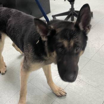 Hammy -  German Shepherd Dog Dog for Adoption in Philadelphia, Pennsylvania - Hammy | PetCurious