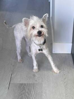 Rescue Chinese Crested Dog Dogs for Adoption in Calgary, Alberta - Nero | PetCurious