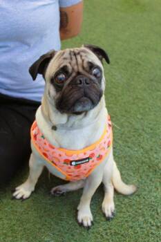 Scrappy Doo *Bonded with Lucky Charm* / Lucky Charm *Bonded with -  Pug Dog for Adoption in Gardena, California - Scrappy Doo *Bonded With Lucky Charm* / Lucky Charm *Bonded With | PetCurious