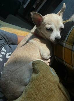 Chihuahua Dogs Available for Adoption - Cinnamon | PetCurious