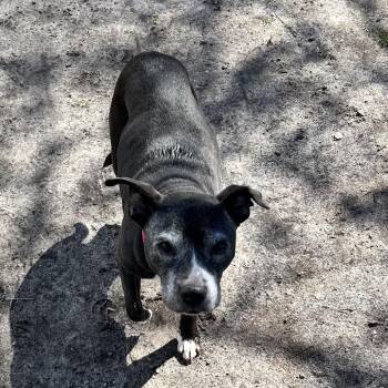 Pit Bull Terrier Dogs Available for Adoption - Betsy | PetCurious