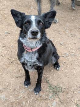 Stella -  Australian Cattle Dog Blue Heeler and Australian Shepherd Dog for Adoption in Coeur D