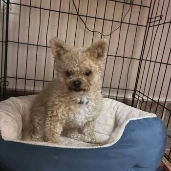 Allie -  Yorkshire Terrier Dog for Adoption in Martinsburg, West Virginia - Allie | PetCurious