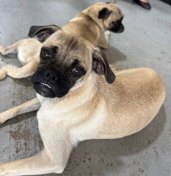 Rescue Pug Dogs for Adoption in San Antonio, Texas - Puddin' | PetCurious
