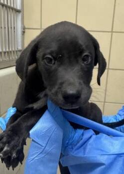 Labrador Retriever and Mixed Breed Dogs Available for Adoption in San Antonio, Texas - Pudding | PetCurious
