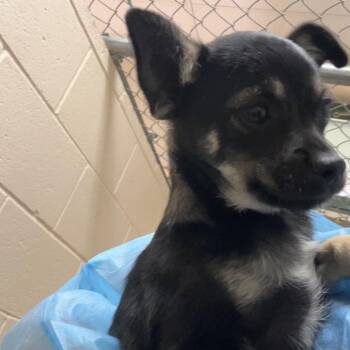 Chico -  Chihuahua Dog for Adoption in Reno, Nevada - Chico | PetCurious