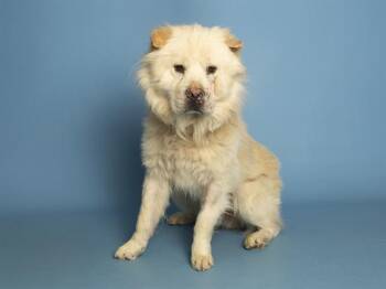 FLASH -  Chow Chow and Mixed Breed Dog for Adoption in Phoenix, Arizona - FLASH | PetCurious