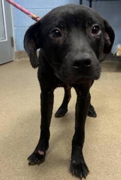 Beto -  Mixed Breed Dog for Adoption in Chamblee, Georgia - Beto | PetCurious