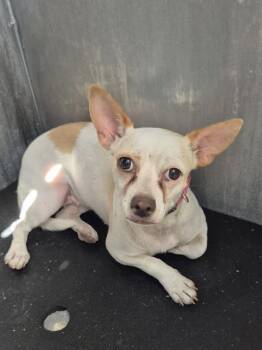 DORA DONUTS -  Chihuahua Dog for Adoption in San Antonio, Texas - DORA DONUTS | PetCurious
