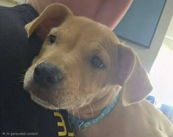 Eeyore $550 -  Labrador Retriever Dog for Adoption in West Milwaukee, Wisconsin - Eeyore $550 | PetCurious