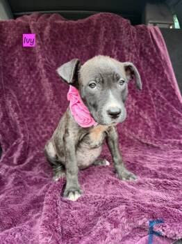 Rescue Labrador Retriever and Pit Bull Terrier Dogs for Adoption in Brewster, New York - Ivy (Nature Litter) | PetCurious