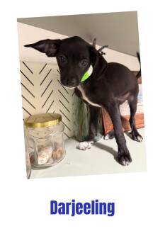 Darjeeling -  Chihuahua Dog for Adoption in Eugene, Oregon - Darjeeling | PetCurious