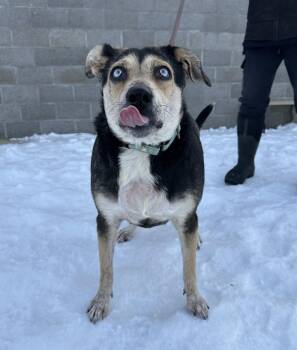 Raya -  Husky Dog for Adoption in Evansville, Indiana - Raya | PetCurious