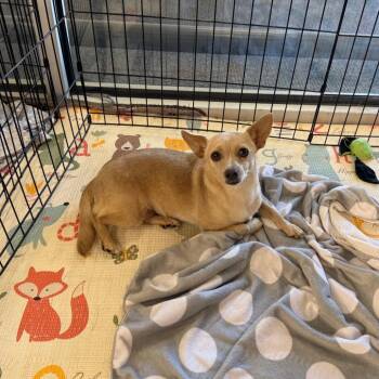 LUNARA -  Dachshund Dog for Adoption in Chico, California - LUNARA | PetCurious