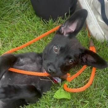 Mezzanotte -  Labrador Retriever Dog for Adoption in Wake Forest, North Carolina - Mezzanotte | PetCurious