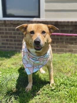 Rescue Labrador Retriever Dogs for Adoption in Dickson, Tennessee - Prissy | PetCurious