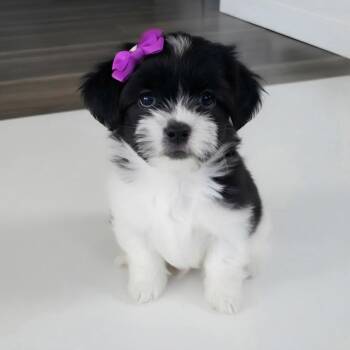 Truffle -  Shih Poo and Poodle Dog for Adoption in Phoenix, Arizona - Truffle | PetCurious