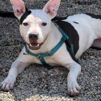 Moo Moo -  Pit Bull Terrier and Mixed Breed Dog for Adoption in Detroit, Michigan - Moo Moo | PetCurious