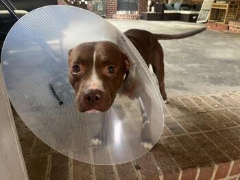 Pit Bull Terrier Dogs Available for Adoption in Willingboro, New Jersey - Nala | PetCurious