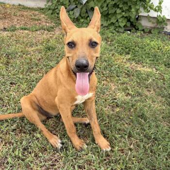 Ruby -  Carolina Dog and Shepherd Dog for Adoption in Harlingen, Texas - Ruby | PetCurious