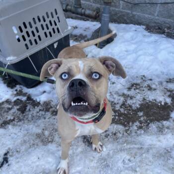Medusa -  Mixed Breed Dog for Adoption in Charleston, West Virginia - Medusa | PetCurious