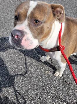 Pit Bull Terrier Dogs Available for Adoption in Lawrenceville, Georgia - Pen 137c Hallow | PetCurious