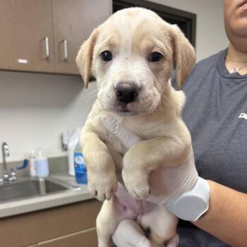 Strawberry Shortcake -  Labrador Retriever and Cattle Dog Dog for Adoption in Hattiesburg, Mississippi - Strawberry Shortcake | PetCurious