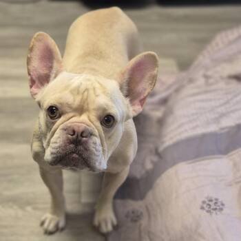 Cabernet -  French Bulldog Dog for Adoption in Newark, New Jersey - Cabernet | PetCurious